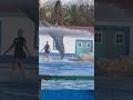 Dolphins Jumping &amp; Diving @ Lisbon Zoo Portugal #dolphin  #dolphins #lisbonzoo #lisbon2023 #animals