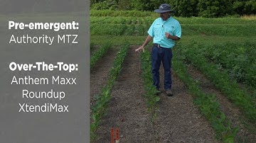 New Weed Control Programs in Soybean
