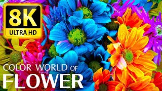 The Largest Flower Collection in the World 8K HDR 60FPS DEMO   Relaxing music and nature sounds 8K