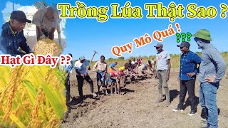 Công Giáp || Bác Bí Thư Huyện Ngạc Nhiên Khi Lần Đầu Nhìn Thấy Hạt Lúa, Trồng Lúa Ở Đây Thật Sao ???