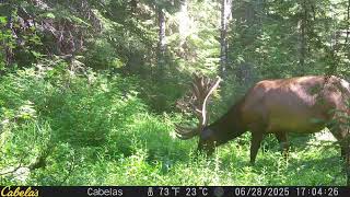 HUGE Early June Velvet Bull Elk Trail Cam - Oregon Cascades near Mt Jefferson
