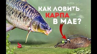 Как ловить карпа в мае?