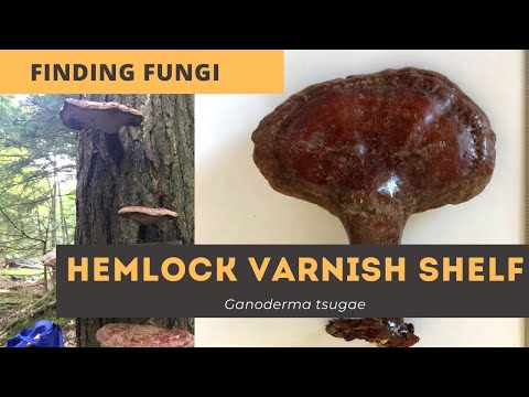 Video: Varnished tinder fungus: mga katangian, aplikasyon