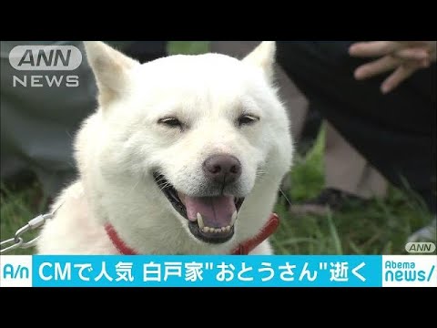 白戸家の おとうさん 天国へ Cmで人気 16歳 18 06 29 Youtube