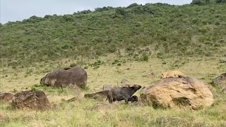 Lions distracting buffalo mother so that they can kill its calf