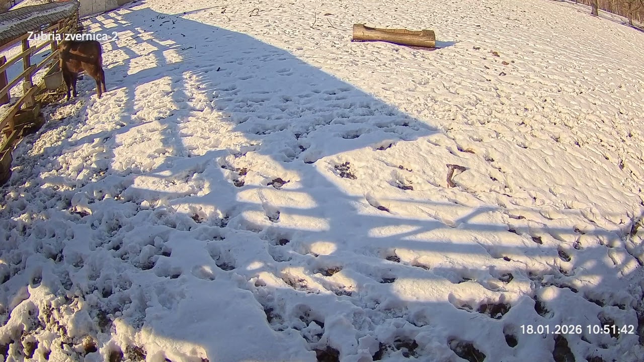 Zubria zvernica (cam213) 18.01.2026 o 