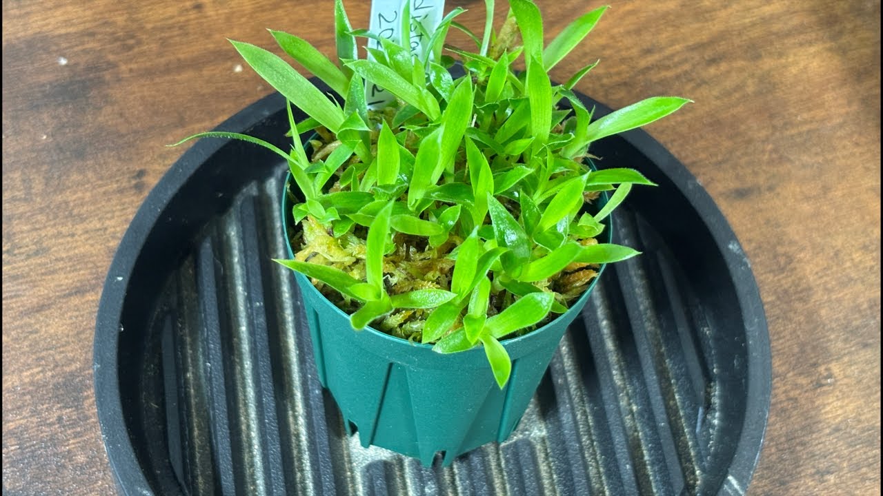 Happy 3rd Anniversary! Planting Billbergia seedlings. - YouTube