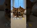 おやつの食べ方がかわいすぎる豆柴 #Shorts