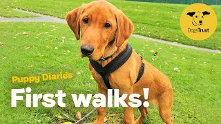 Puppy's first walk! | Dog School | Dogs Trust