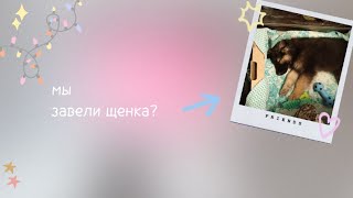 завели щенка? | показываю щенка | что купили для него | рассказываю историю о том как мы его завели💎