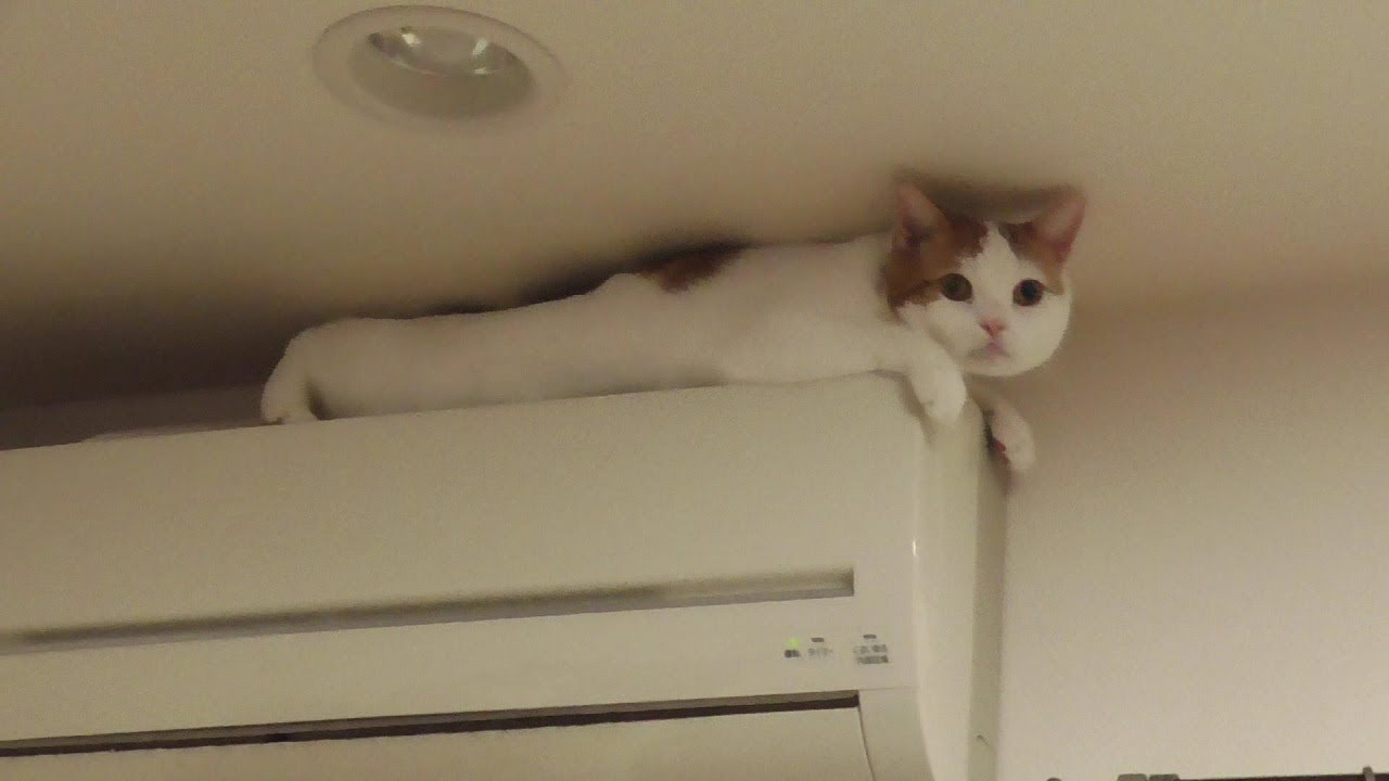 猫 エアコンと天井の隙間 ねこ Cat Youtube