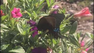 Sapa Vietnam - Butterflies Net Worth