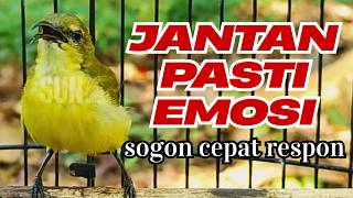 SOGON BETINA BIKIN JANTAN EMOSI ! Female Sunbird Call Makes Male Angry