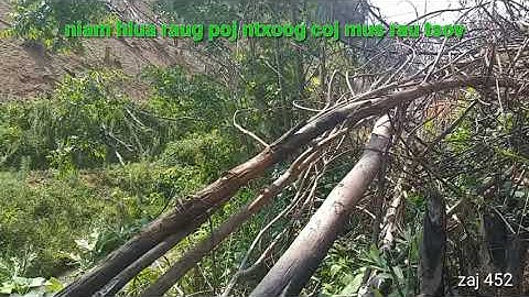 Niam hlua raug poj ntxoog coj mus ua tsov 5/28/2019