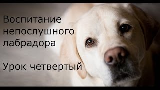 [Занятие 4] Спокойное отношение лабрадора к другим собакам