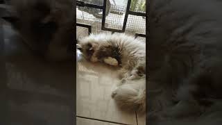 1000 Subcribe lg donk gez 😅 #viralvideo #cat #imut #pets #funny #funnyshorts