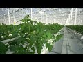 Commercial greenhouse vermillion growers  gakon netafim