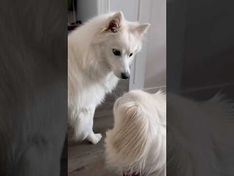 A Guest Has Arrived At Home Shorts 