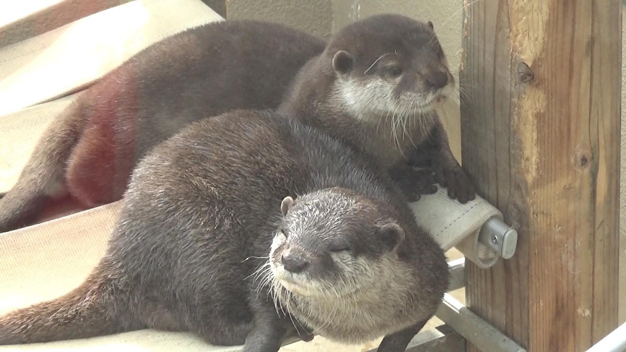 カワウソさんが可愛すぎる❤ Cute small‐clawed otter #344 【Cute