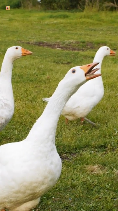Angry Goose Hissing Sounds 🧡