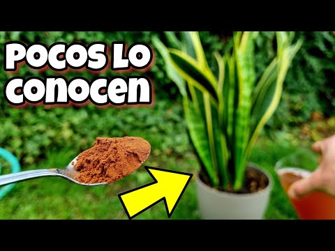 🌱 Toda PLANTA FLORECE y CRECE GRACIAS a este ABONO CASERO orgánico para huerto urbano y jardín!