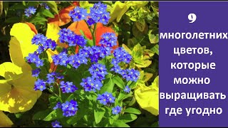 ❀ Начинающим садоводам: 9 многолетних цветов, которые можно выращивать где угодно