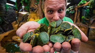 I GOT 100 BABY TURTLES FOR MY POND!! | BRIAN BARCZYK