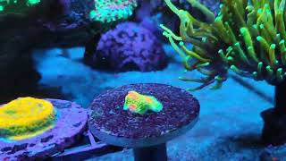 Mixed reef Red sea max e 170