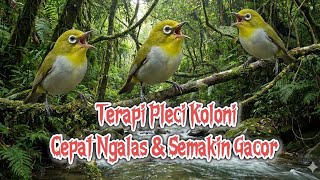 Download Lagu Terapi pleci koloni cepat Ngalas dan semakin gacor #pleci #simulasilombapleci #terapiplecikoloni  MP3