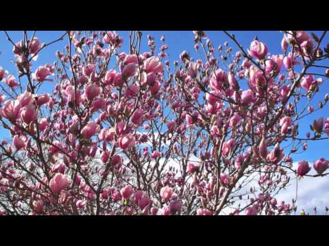 Video: Hoeveel kost een tulpenboom?