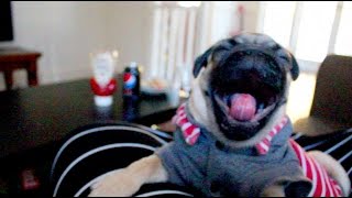 Pug Puppy Caught Yawning 29 Times