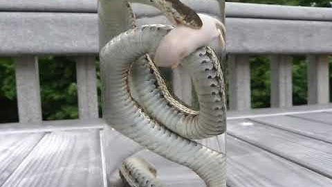 Wet Specimen Snake & Mouse || Process