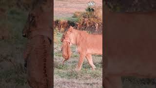 Ormoti lioness and cubs 🦁🦁 #nowfilming #vivox300pro #wildlife