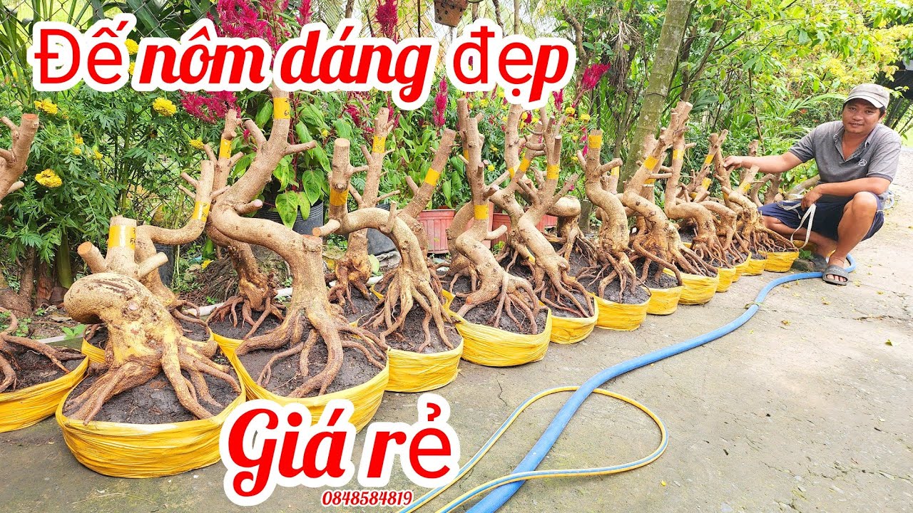 6/3 A Tú 0848584819 phôi mai giảo bonsai đế nôm đẹp giá rẻ |MaivàngThanhTâm