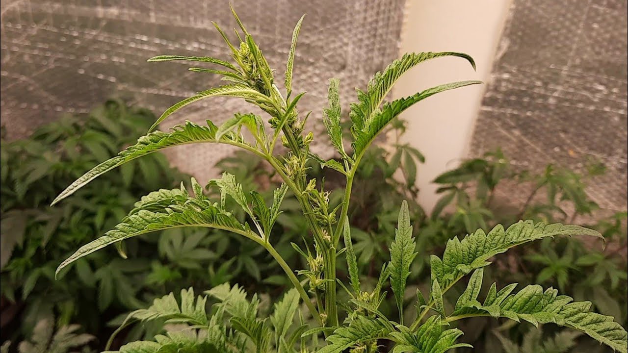 Freakshow Auto F5 update. Weeks 8 and 7.
