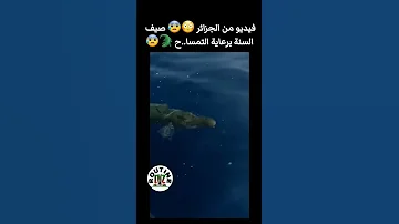 عاجل ظهور تمساح في بحر الجزائر مافيهاش صيف هذا العام شعب شعب الصيني ماله حل الجزائر تمساح بحر 