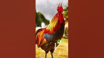 Thumbnail of Murga ringtone | new hen ringtone| murga new ringtone #new_ringtone #messageringtone