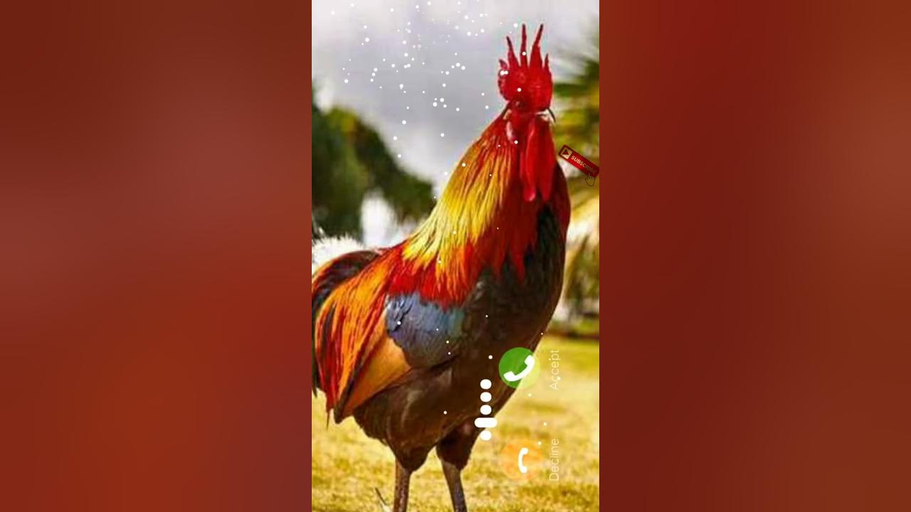 Murga ringtone | new hen ringtone| murga new ringtone #new_ringtone #messageringtone