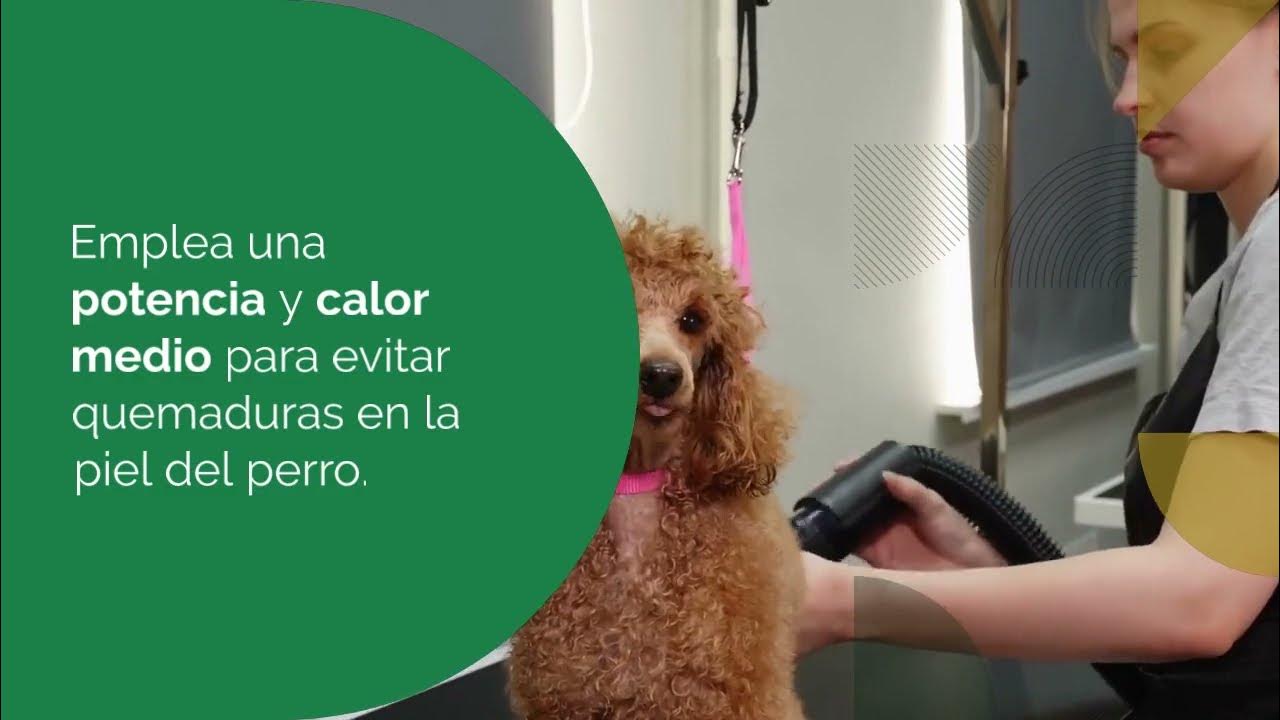 Cómo usar el secador de pelo con el perro correctamente