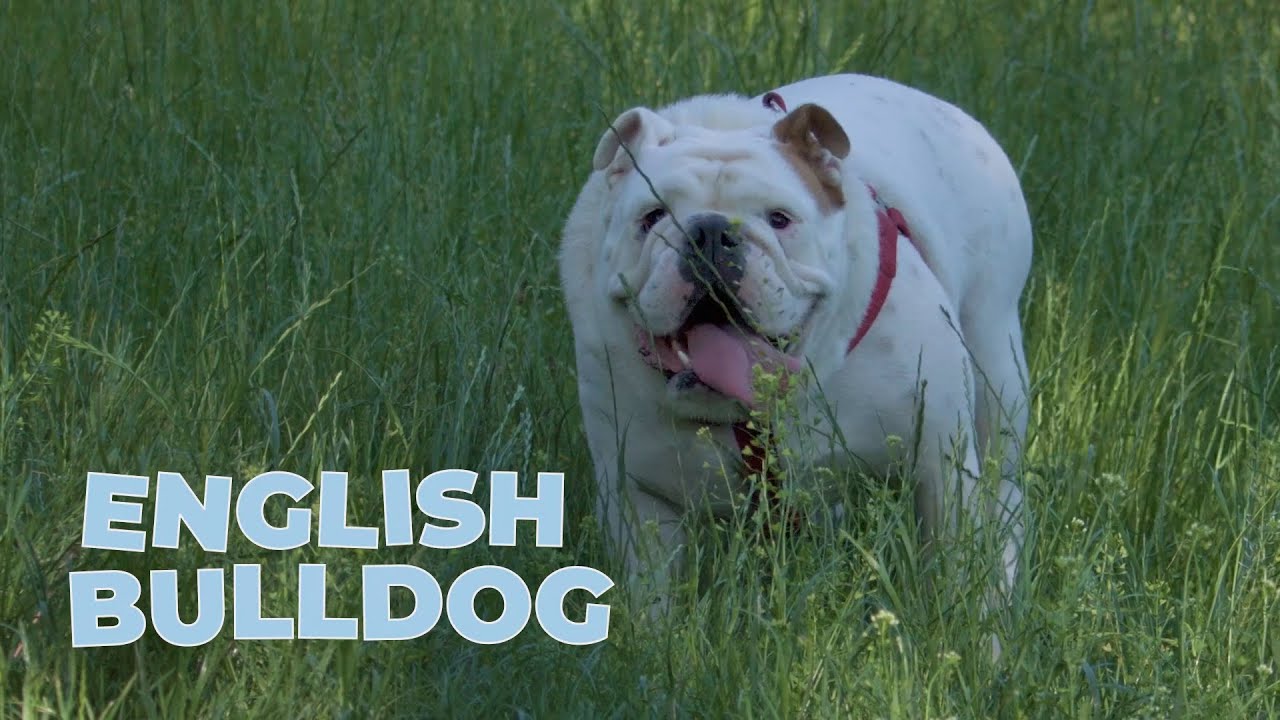 English Bulldog Breed Facts and Personality Traits YouTube