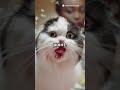 My Cat's Hilarious Reaction to Cat TV! 🐦