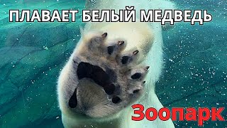 ВЛОГ/А ВЫ ВИДЕЛИ КАК ПЛАВАЕТ БЕЛЫЙ ПОЛЯРНЫЙ МЕДВЕДЬ?ЗООПАРК