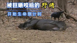 来自科莫多龙巨蜥的“死亡之吻”轻轻咬一口，野猪生命开始倒计时