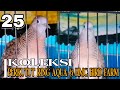 New Suara Perkutut Ring Aqua Hmc Bird Farm Mp3 - Mp4 Download