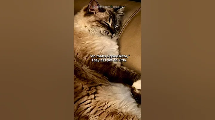Watch the video about Good Kitth #ragdolls #cat #cuteanimal #kitten #cutecat #catlover #cute