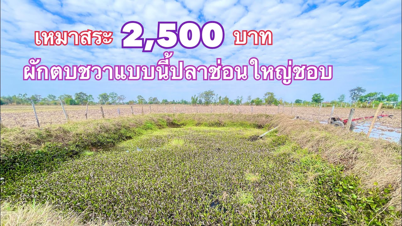 เหมาสระ 2,500 บาท  สระแบบนี้ปลาช่อนใหญ่ชอบอยู่อาศัย