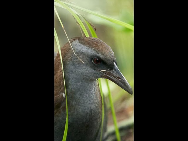 North Island Weka Bird Call of New Zealand 🎶🐦 class=