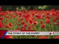 The poppy and Memorial Day: What is the story behind the familiar remembrance flower?