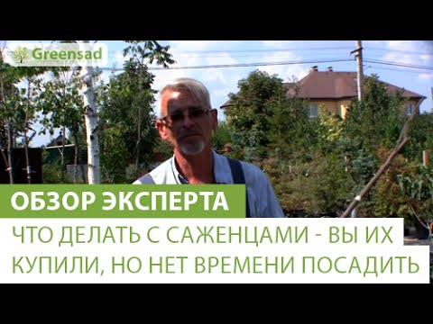 Что делать с саженцами - Вы их купили, но нет времени посадить