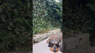 Real Garden Ambience | No AI